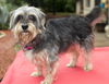 Roxie--sweet snuggle bunny-N