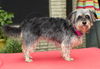 Roxie--sweet snuggle bunny-N