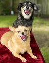 Olivia and Pebbles--sweet bonded Pair-N