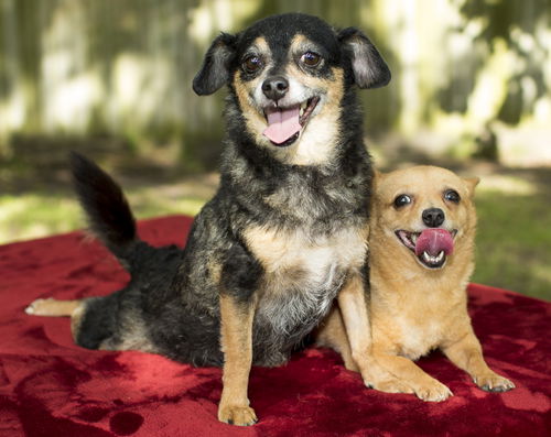 Pebbles and Olivia-sweet bonded pair N