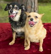 Pebbles and Olivia-sweet bonded pair-S