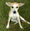 Buttercup--Fun little sidekick--N