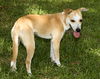 Buttercup--Fun little sidekick--N