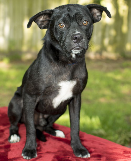 Squishy, Darling pug beagle mix
