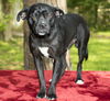 Squishy, Darling pug beagle mix