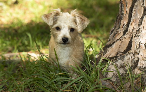Graham-A sweet little cookie---N