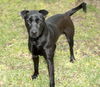 Lily--sweet lab mix girl---PO