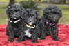 Cherry's Baby Girls-N