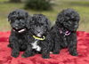 Cherry's Baby Girls-N