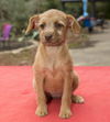 Jolee--Cute wirey girl--N