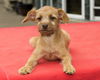 Jolee--Cute wirey girl--N