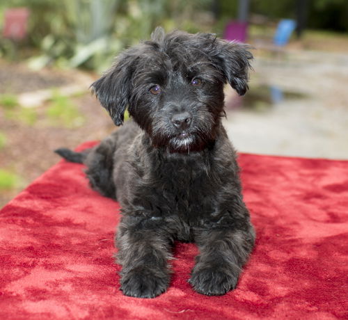 Strawberry--sweet little poodle mix pup-N