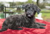 Strawberry--sweet little poodle mix pup-N
