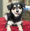 Strawberry--sweet little poodle mix pup-N