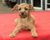 Jolee--Cute wirey girl--N
