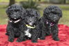 Cherry's Baby Girls-N