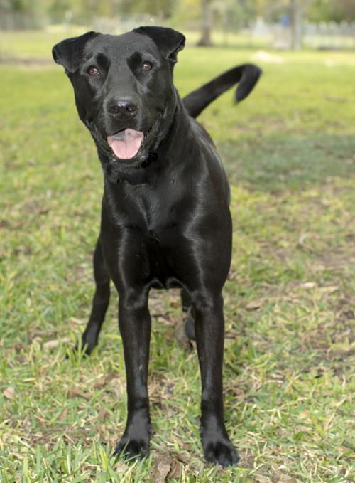 Lily--sweet lab mix girl---PO