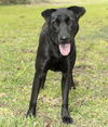 Lily--sweet lab mix girl---PO