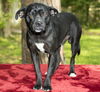 Squishy, Darling pug beagle mix