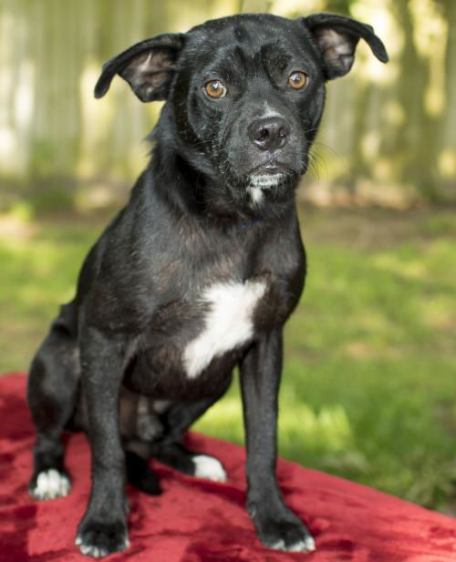 Squishy, Darling pug beagle mix-N