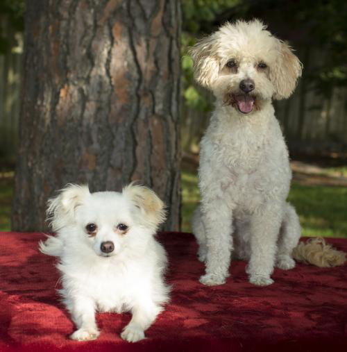 Candy and Carmelita--bonded honeys-S