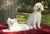 Candy and Carmelita--bonded honeys-S