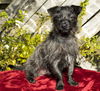 TOTO--playful little guy-N VIDEO
