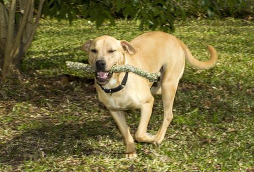 Precious Abbott--Loves to fetch N