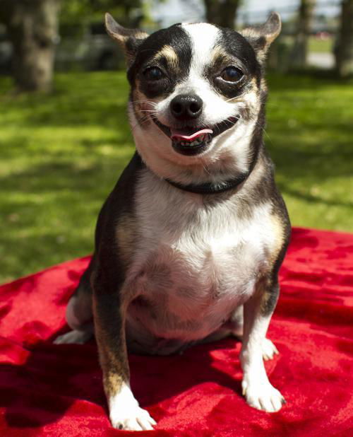 Tinker-Sweet little chi girl-S