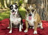 Tinker-Sweet little chi girl-S