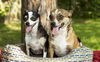 Sprocket--Fun little Chi Boy---S