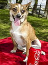 Sprocket--Fun little Chi Boy---S