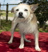 Millie Sweet Girl--N