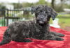 Strawberry--sweet little poodle mix pup-N