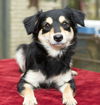 Strawberry--sweet little poodle mix pup-N