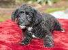 Apple- sweet little poodle mix pup--N