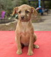 Jolee--Cute wirey girl--N