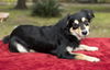 Cherry--sweet baby girl---N