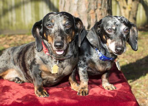 Rolls and Royce--Sweet Bonded Brothers-S