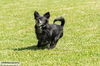 Domino--social and fun boy---N VIDEO