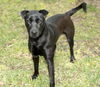 Lily -sweet lab mix girl--NE