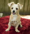 Graham-A sweet little cookie---N