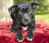 Squishy, Darling pug beagle mix-N