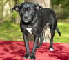 Squishy, Darling pug beagle mix-N