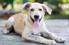 Peanut--Sweet puppy girl---PO