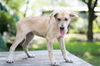Peanut--Sweet puppy girl---PO