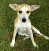 Buttercup--Fun little sidekick--N