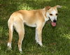 Buttercup--Fun little sidekick--N
