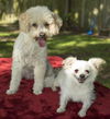 Candy and Carmelita--bonded honeys-S