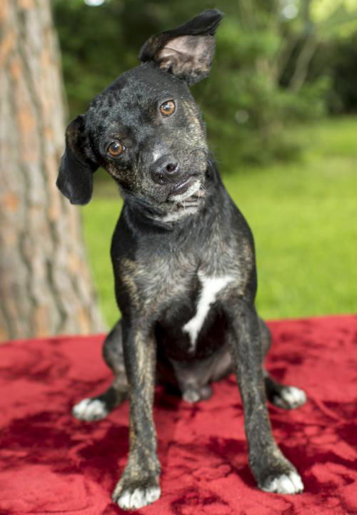 Squirt- Darling Pug beagle mix boy-S